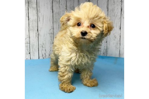 成約済の茨城県のミックス犬-261643の57枚目