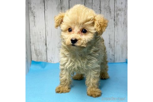 成約済の茨城県のミックス犬-261643の56枚目