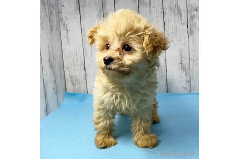 成約済の茨城県のミックス犬-261643の59枚目