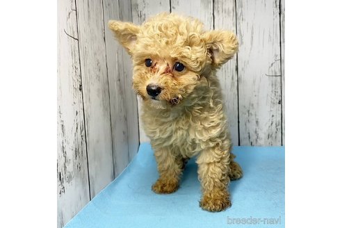 成約済の茨城県のミックス犬-261638の44枚目