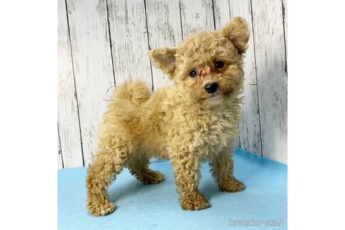 成約済の茨城県のミックス犬-261638の43枚目