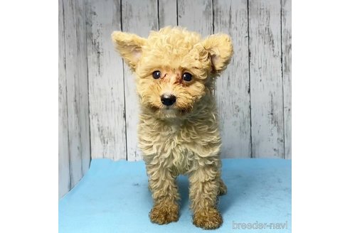 成約済の茨城県のミックス犬-261638の42枚目