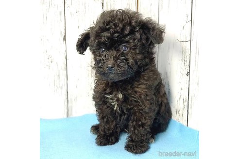 成約済の茨城県のミックス犬-261641の69枚目