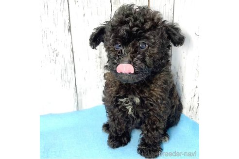 成約済の茨城県のミックス犬-261641の68枚目