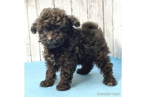 成約済の茨城県のミックス犬-261641の66枚目