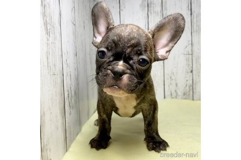 成約済の茨城県のフレンチブルドッグ-261635の23枚目