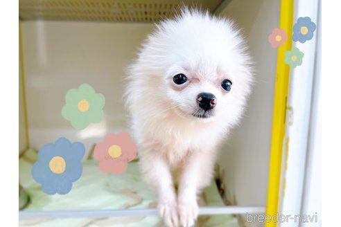 成約済の東京都のポメラニアン-253082の13枚目
