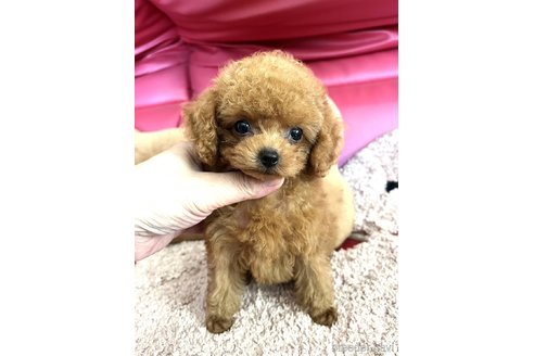 販売中の徳島県のティーカッププードル-262551