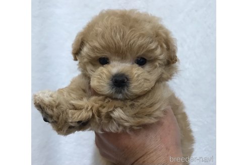 成約済の鹿児島県のマルプー:マルチーズ×トイプードル-266084