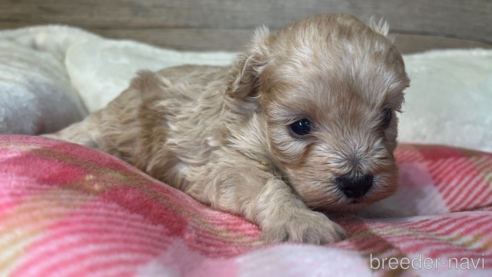 成約済の愛知県のミックス犬-265821の21枚目