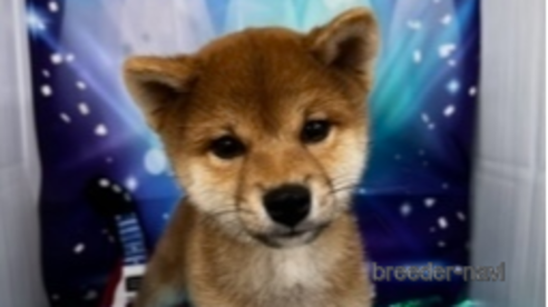 成約済の北海道の柴犬-261917の1枚目