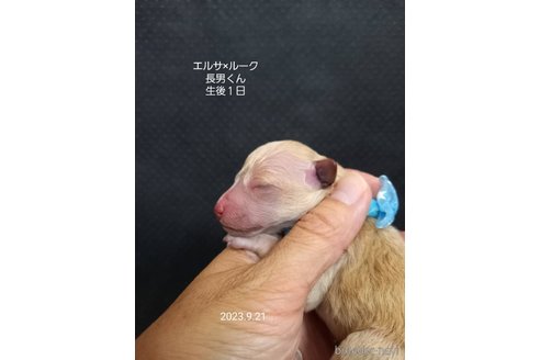成約済の大阪府のタイニープードル-265942の10枚目