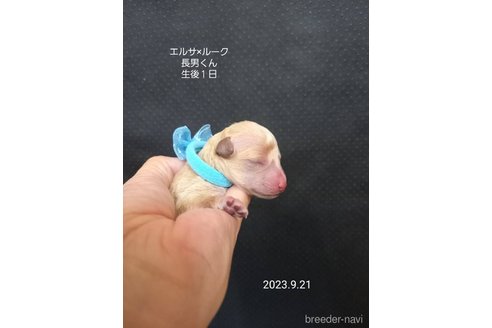成約済の大阪府のタイニープードル-265942の9枚目