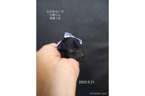 成約済の大阪府のタイニープードル-265945の8枚目
