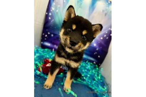 成約済の北海道の柴犬-264754の6枚目