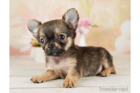 成約済の千葉県のチワワ(ロングコート)-252660の5枚目