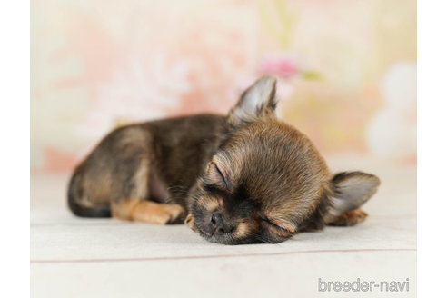 成約済の千葉県のチワワ(ロングコート)-252660の4枚目