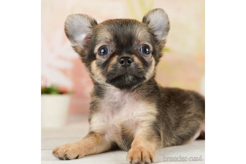 成約済の千葉県のチワワ(ロングコート)-252660の3枚目