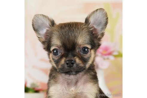 成約済の千葉県のチワワ(ロングコート)-252660の1枚目