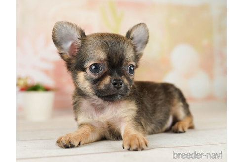 成約済の千葉県のチワワ(ロングコート)-252660の2枚目