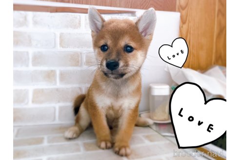 成約済の東京都の豆柴-266141の4枚目