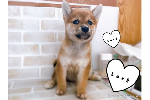 成約済の東京都の豆柴-266141の3枚目