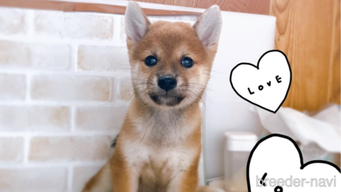 成約済の東京都の豆柴-266141の1枚目