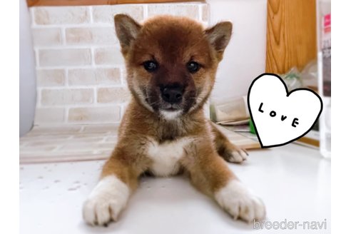 成約済の東京都の豆柴-266142の2枚目