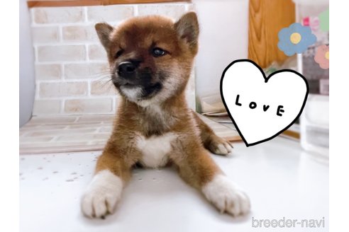 成約済の東京都の豆柴-266142の3枚目