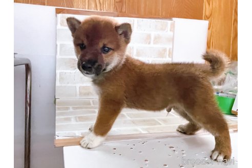 成約済の東京都の豆柴-266142の4枚目