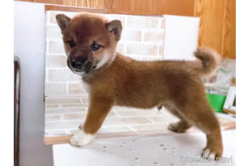 成約済の東京都の豆柴-266142の5枚目