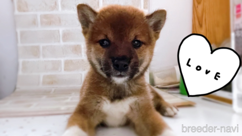 成約済の東京都の豆柴-266142の1枚目