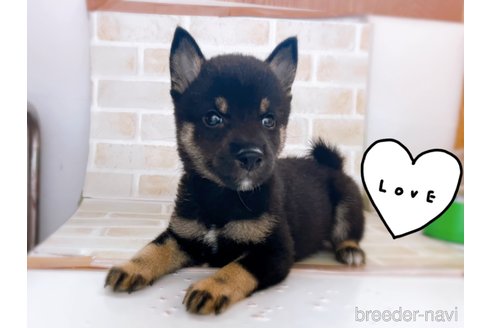 成約済の東京都の豆柴-266144の2枚目