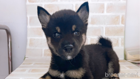 成約済の東京都の豆柴-266144