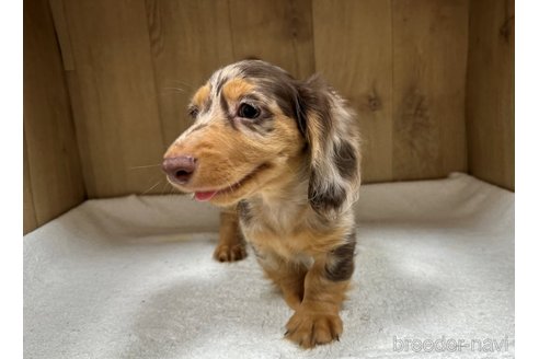 販売中の兵庫県のカニンヘンダックスフンド(ロングヘアード)-266147