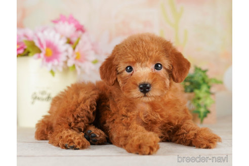 成約済の千葉県のトイプードル-255228の5枚目