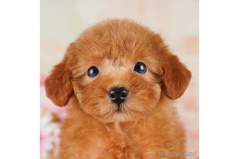 成約済の千葉県のトイプードル-255228の1枚目