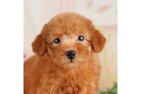 成約済の千葉県のトイプードル-255228の4枚目