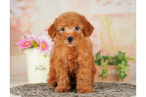 成約済の千葉県のトイプードル-255228の3枚目