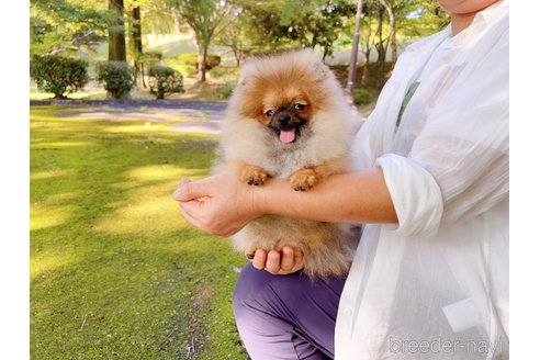 成約済の岐阜県のポメラニアン-245334の29枚目