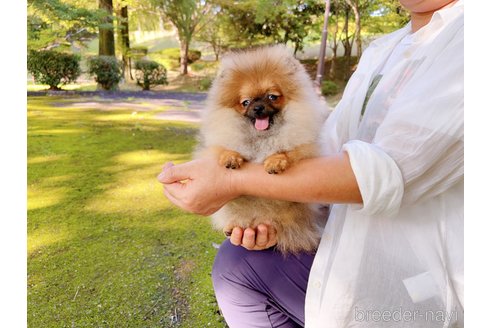 成約済の岐阜県のポメラニアン-245334の29枚目