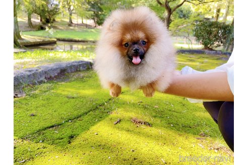成約済の岐阜県のポメラニアン-245334の22枚目