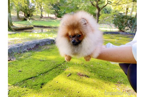 成約済の岐阜県のポメラニアン-245334の18枚目