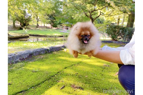 成約済の岐阜県のポメラニアン-245334の18枚目