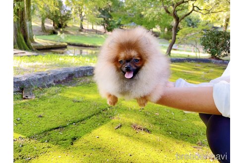 成約済の岐阜県のポメラニアン-245334の15枚目