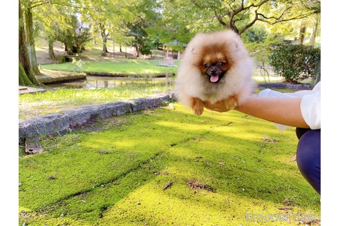 成約済の岐阜県のポメラニアン-245334の9枚目