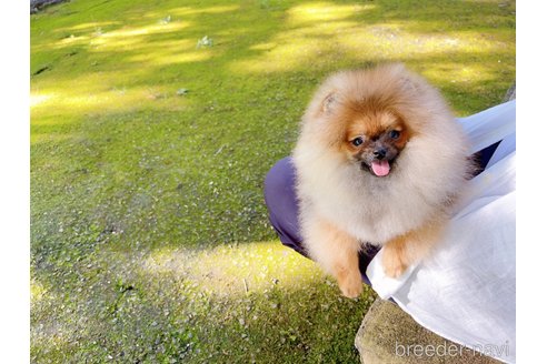 成約済の岐阜県のポメラニアン-245334の10枚目