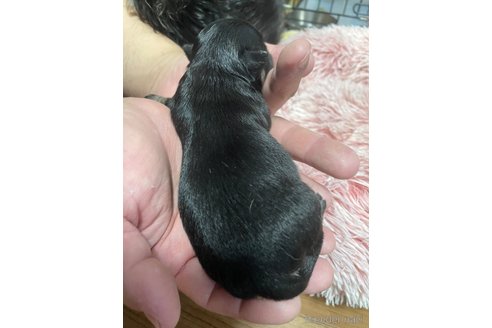 成約済の福岡県のチワワ(ロングコート)-266164の27枚目
