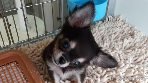 成約済の愛知県のチワワ(ロングコート)-254169の15枚目