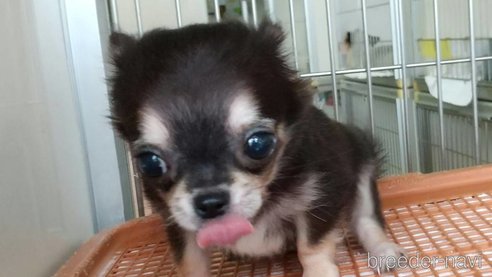 成約済の愛知県のチワワ(ロングコート)-254169の14枚目